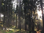 Weg beim Waldbaden quer (Foto P.Gries).jpg