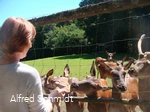 Wildgehege Dodenau
