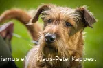 Een hond kijkt in de camera.