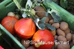 Basket full of vegetables at the Almhof in Elspe