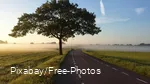 Country road lined by a tree and meadows.