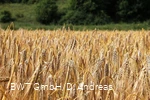 Feld