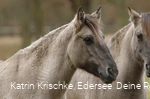 WildtierPark Edersee