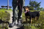 Ein Hund ist mit einem Ranger unterwegs