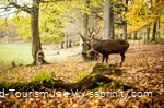 Zwei Hirsche stehen auf herbstlichem Laub im Wildpark des Bilsteintals.
