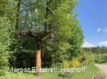Rastplatz Jägerfichte