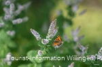 Schmetterling im Kurgarten Willingen